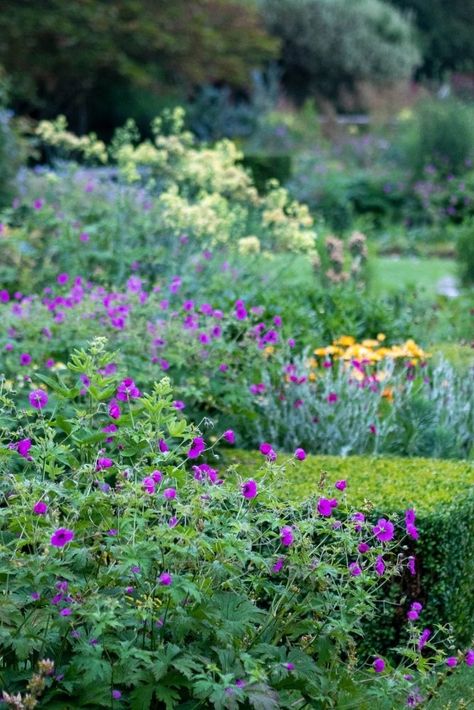 6 favourite perennial flowers that bloom all summer Juniper Shrub, Easy Perennials, Cranesbill Geranium, Late Summer Flowers, September Flowers, Narrow Garden, Hardy Geranium, Growing Dahlias, Herbaceous Border