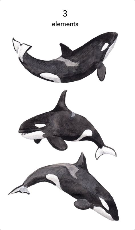 Marine Animal Art, Orca Sketches, Orca Clipart, Orca Whale Drawing, Orca Whale Painting, Killer Whale Drawing, Ocean Animals Drawing, Orca Drawing, Clay Forms