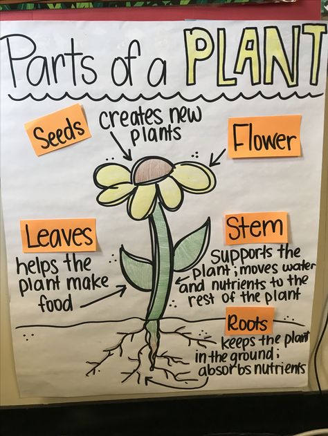 CKLA Parts of a plant anchor chart Flower Anchor Chart, Plant Needs Anchor Chart, Life Cycle Of A Plant Anchor Chart, Grade 3 Plants Unit, Plant Unit First Grade, Plant Anchor Chart Kindergarten, Ckla Kindergarten Plants, Parts Of A Flower Anchor Chart, Plants First Grade