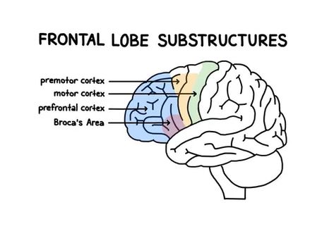 Frontal Lobe Damage, Frontal Lobe Function, Brain Lobes, Brain Parts, Occipital Lobe, Brain Mapping, Cerebral Cortex, Frontal Lobe, Brain Structure