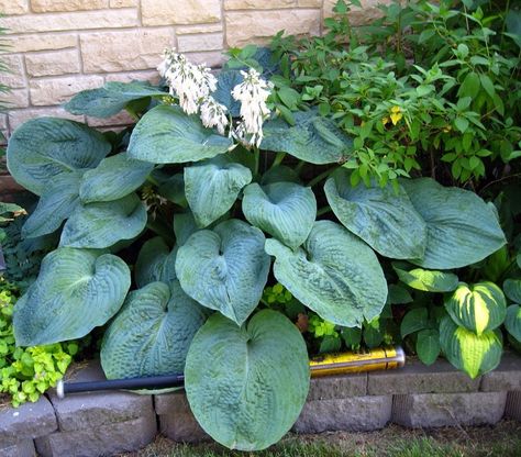 Hosta Elegans, Garden Privacy, Gladioli, Bulbs Indoor, Plant Delivery, Pergola Patio, House Plants Indoor, Bedding Plants, Shade Plants