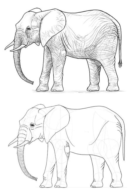 25 Easy Elephant Drawing Ideas - How to Draw an Elephant Drawing Ideas Elephant, Animals Drawing Reference, Elefante Drawing, Elephant Sketch Simple, How To Draw Elephant, Asian Elephant Drawing, Elephant Pictures Art, How To Draw An Elephant, Drawing Sketches Animals