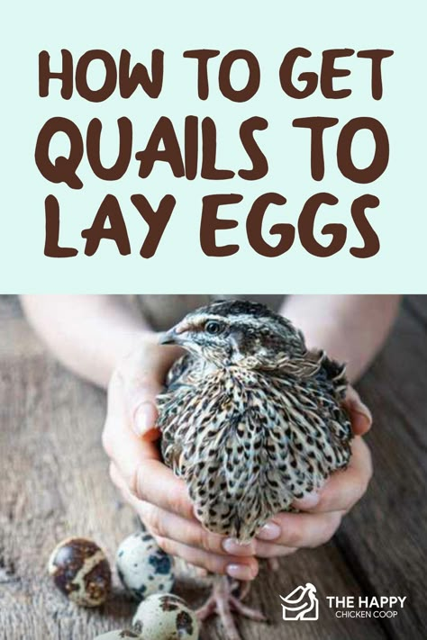 Quail Egg Recipes, Quail Raising, Quail Farming, Quail House, Quail Coop, Backyard Animals, Raising Quail, Raising Farm Animals, Chicken Kitchen