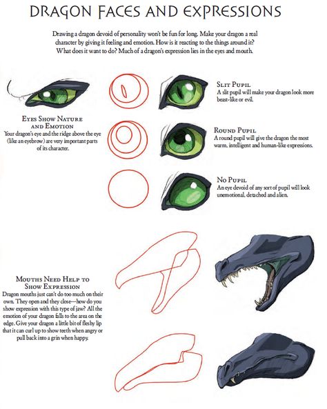 Drawing Reference Dragon, Dragon Expressions, Dragon Faces, Dragon Poses, Dragon Anatomy, Facial Anatomy, Learning To Draw, Dragon Face, Dragon Sketch