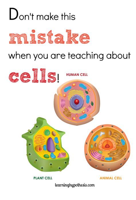 Science Nails, Cell Worksheets, Apologia Anatomy, Teaching Cells, Animal Cells, Science Cells, Cells Worksheet, Biology Classroom, 7th Grade Science