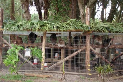 Show Me Your Turkey Runs/coops/enclosures! | Page 3 | BackYard Chickens - Learn How to Raise Chickens Pheasant Aviary, Bird Enclosure, Turkey Coop, Turkey Roost, Turkey House, Evergreen Clematis, Turkey Ideas, Turkey Farm, Turkey Run