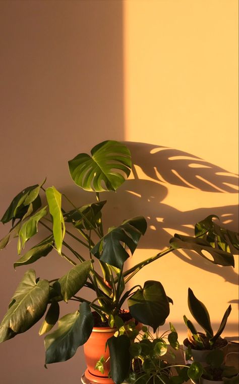 Plant Girl Aesthetic, Plant Mom Aesthetic, Terra Cotta Plant, Planting Pot, Plants Are Friends, Plant Photography, Plant Aesthetic, Monstera Plant, Ornamental Plants