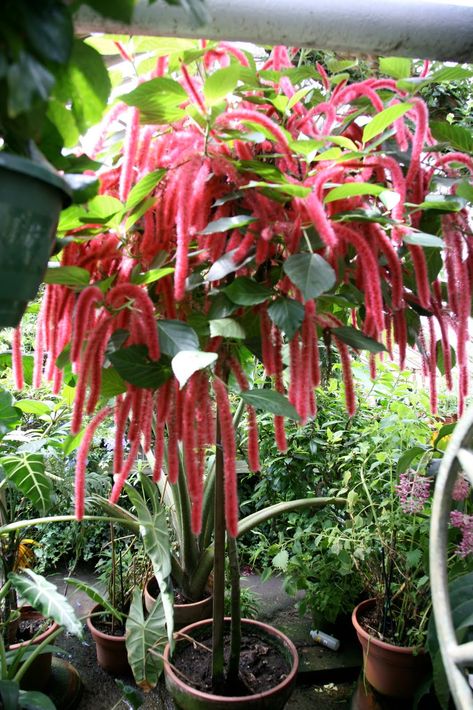 Chenille Plant (Acalypha hispida) Pet Safe Landscaping, Outdoor Flowering Plants, Chenille Plant, Growing Tomatoes Indoors, Interesting Plants, Shade Tolerant Plants, Growing Tomatoes In Containers, Grow Tomatoes, Plant Indoor