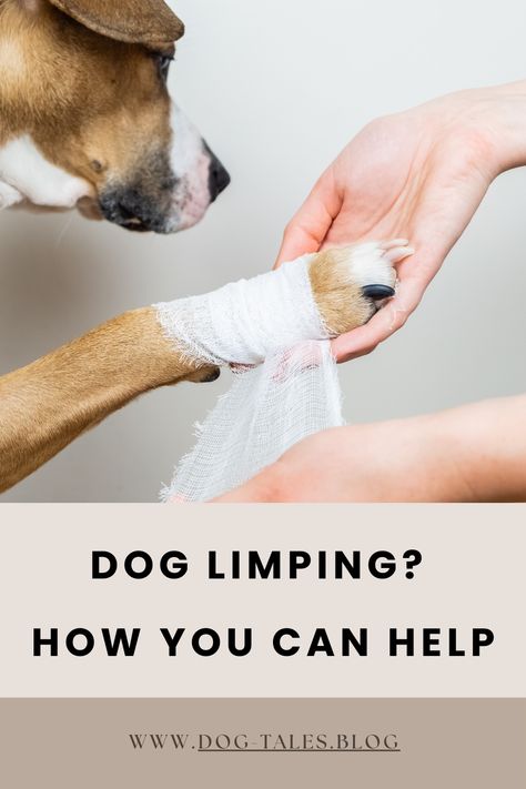 Worried about your limping dog? 🐶 Discover effective paw care tips, remedies, and how to manage pain. Learn when to call the vet to keep your pup in top shape! 🐕💚 #DogHealthCare #PawCareTips Dog Limping Front Leg, Limping Dog, Dog Emotions, Paw Care, Living With Dogs, Medication For Dogs, Dog Leg, A Vet, Pet Vet