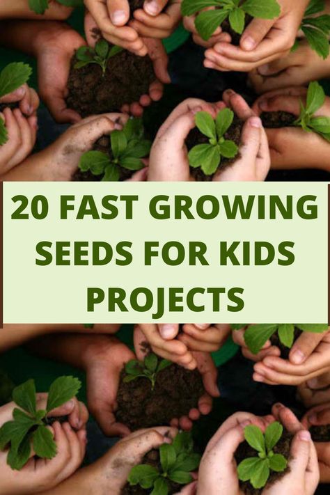 Learn about fast growing seeds for kids and children gardening projects. Fun plants to grow that will germinate fast. #seeds #gardening #kids Kindergarten Planting Seeds, Seed Lessons For Kids, Germination Of Seeds For Kids Project, Germination Of Seeds Project, Germination Of Seeds For Kids, Seed Planting For Kids, Seed Germination For Kids, Scrap Gardening, Grow Plants From Seeds