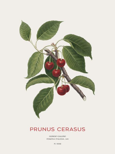 Sour cherries are particularly popular in Turkey, especially in the form of vişne suyu (sour cherry nectar), a widely-consumed beverage, and vişne reçeli (sour cherry jam), often eaten as part of a traditional kahvaltı (Turkish breakfast) or mixed into plain yoghurt. Cherries Painting, Pisa Italy, Fruit Wall Art, Free Illustration Images, Ohara Koson, Cherry Fruit, Sour Cherry, Fruit Painting, Growing Fruit