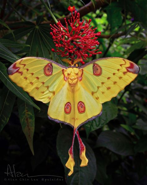 Macro Micro World Photos on Instagram: “The comet moth (Argema mittrei) Photo made by @peleides” Comet Moth, Glasswing Butterfly, Colorful Moths, Cool Insects, Beautiful Butterfly Photography, Moth Art, Become A Photographer, Butterfly Photos, Tattoo Project