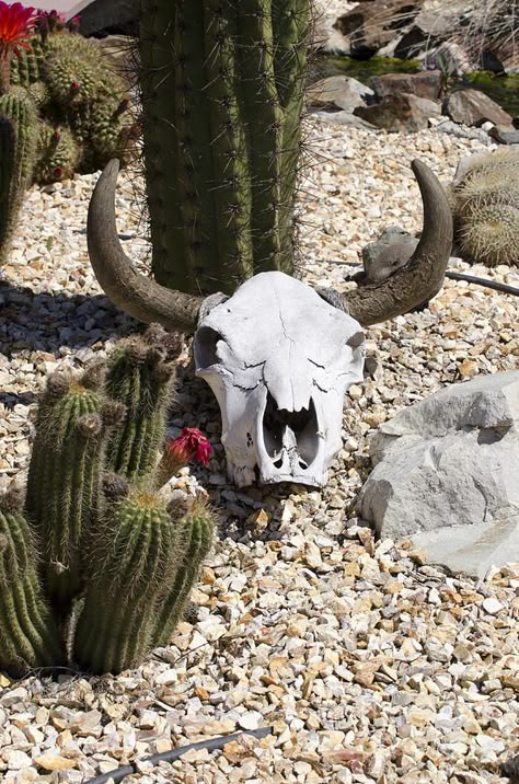 Creepy Desert, Longhorn Skull Art, Desert Witch, Oz Tattoo, Western Witch, Easy Clay Sculptures, Desert Dreamer, Western Tattoos, Desert Animals