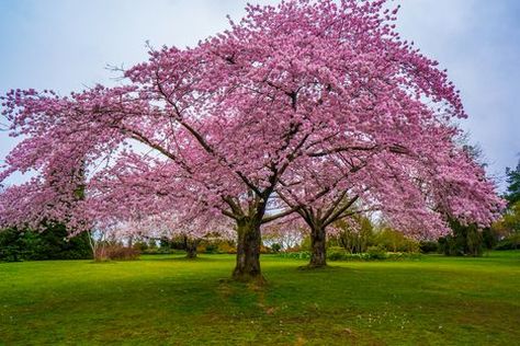 10 Fast-growing Shade Trees for Dappled Sunlight Where You Want It Best Shade Trees, Fast Growing Shade Trees, Chaste Tree, Flowering Cherry Tree, Purple Dye, Pink Tree, Cherry Blossom Festival, Fast Growing Trees, Basket Planters