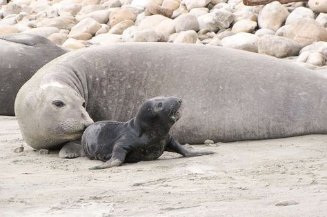 Animals On The Beach, Bio Aesthetic, Fur Seal, California Parks, Sea Mammal, Elephant Seal, Cute Seals, Life Under The Sea, Painting References