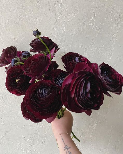 Dark Ranunculus Bouquet, Burgandy Ranaculus, Deep Red Ranunculus, Pink Purple Burgundy Wedding Flowers, Burgundy Ranunculus Boutonniere, Blackberry Wedding Colors, Deep Red Bouquet, Anemone And Ranunculus Bouquet, Chocolate Ranunculus