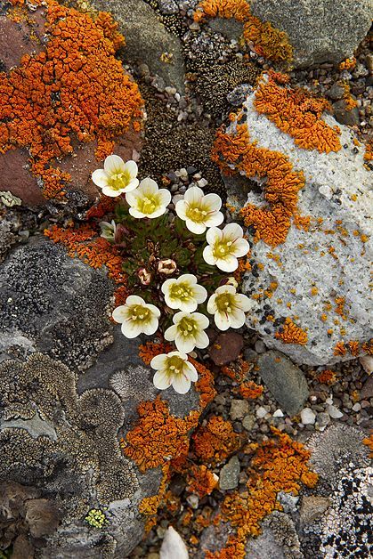 Lichen Moss, Matka Natura, Flowers Growing, Plant Fungus, Seni Origami, Natural Forms, Patterns In Nature, Color Textures, Plant Life