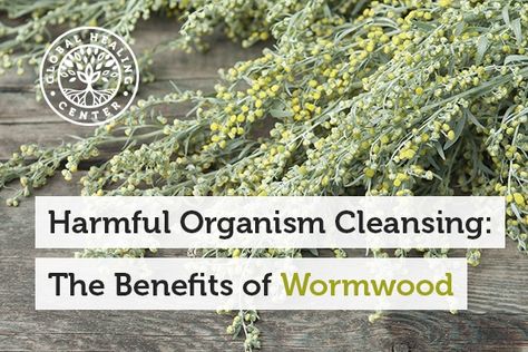 Benefits Of Wormwood, Wormwood Benefits, Wormwood Plant, Whole Body Cleanse, Artemisia Absinthium, Sweet Annie, Health Guide, Herbal Blends, Organic Health