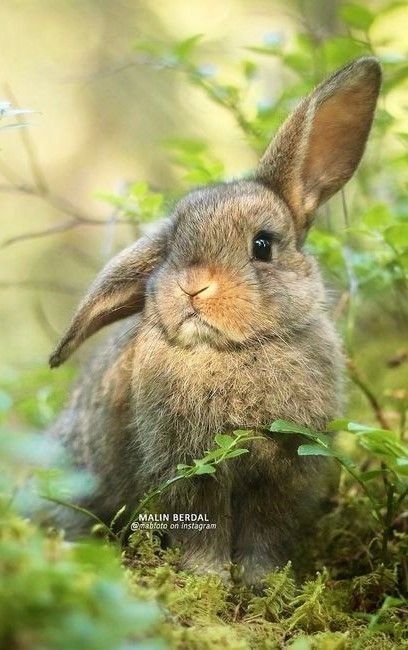 Reference Animals, Temperate Forest, Animals Reference, Lapin Art, Rabbit Pictures, Woodland Walk, Bird Drawing, Bunny Pictures, Rabbit Art