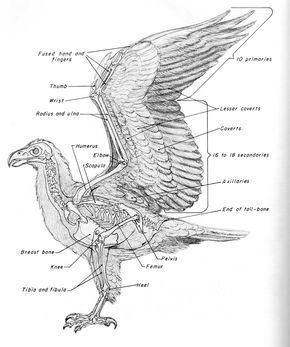 bird anatomy - Google Search Wing Anatomy, Bird Anatomy, Bird Bones, Anatomy Bones, Skeleton Anatomy, Male Figure Drawing, Animal Skeletons, Animal Anatomy, Animal Study