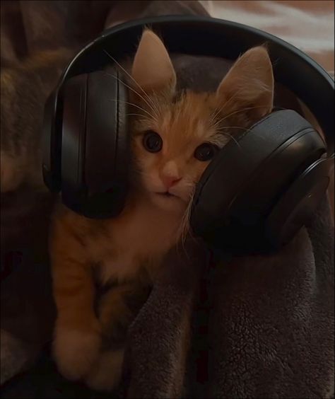 orange cat aesthetic 
headphones Hat With Headphones, Cat With Headphones, Headphones Drawing, Me And My Husband, Gifts For Cat Lovers, Ear Headphones, Cat Hat, Cat Aesthetic, My Husband