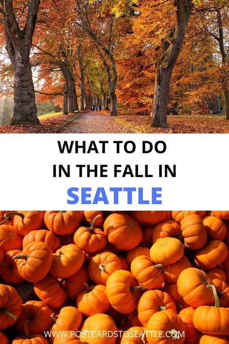 Fall in Seattle is a beautiful time to visit the area. From pumpkin patches to beer festivals, here are some of the best fall activities in Seattle. Seattle in September | Seattle in October | Seattle in November | Seattle in the fall Seattle In November, Seattle In September, Seattle In October, Fall In Seattle, Seattle Vacation, Things To Do In Seattle, Washington State Travel, Visit Seattle, Seattle Travel