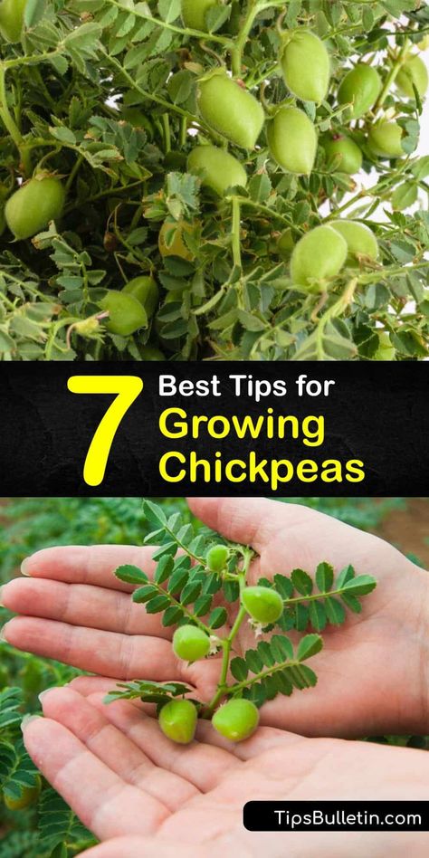 Useful Plants To Grow, How To Grow Beans In A Pot, Grains To Grow At Home, How To Grow Chickpeas, Growing Grains At Home, How To Grow Beans, Growing Chickpeas, Grow Chickpeas, Growing Grains