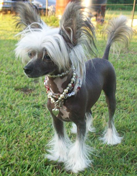 Hairless Chihuahua, Hairless Animals, Hairless Dogs, Chinese Crested Puppy, Chinese Crested Powder Puff, Chinese Crested Hairless, Chinese Dog, Hairless Dog, Photo Animaliere