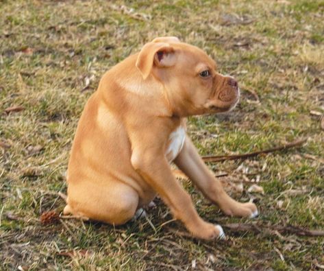 Short Spine Dog Stands Tall | Modern Dog magazine Dog Magazine, Kid Cudi, Modern Dog, Pitbull Mix, Stand Tall, Little Dogs, Enjoy Life, Animals Beautiful, Best Dogs