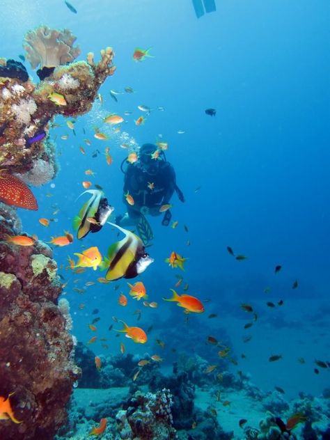 Egypt Scuba Diving Aesthetic, Egypt Diving, Diving Aesthetic, Egypt Resorts, Places In Egypt, Egypt Aesthetic, Modern Egypt, شرم الشيخ, Egypt Culture