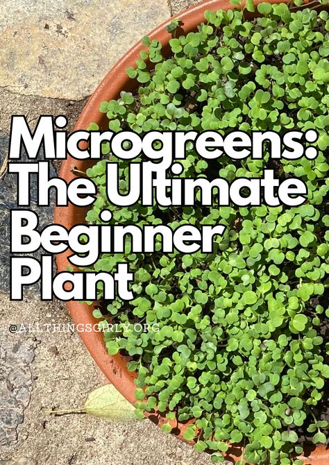 Microgreens are the ultimate beginner gardening plant to grow because they are easy, cost effective, and nutritious. Microgreens Garden, How To Grow Microgreens, Microgreens Recipe, Grow Microgreens, Growing Microgreens, Growing Gardens, Veg Garden, Hydroponic Gardening, Green Vegetables