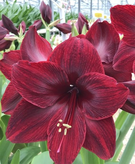 Amaryllis Arrangement, Amaryllis Christmas, Amaryllis Plant, Amaryllis Flower, Winter Blooms, Flower Bulb, Anthurium Flower, Amaryllis Flowers, Lily Plants