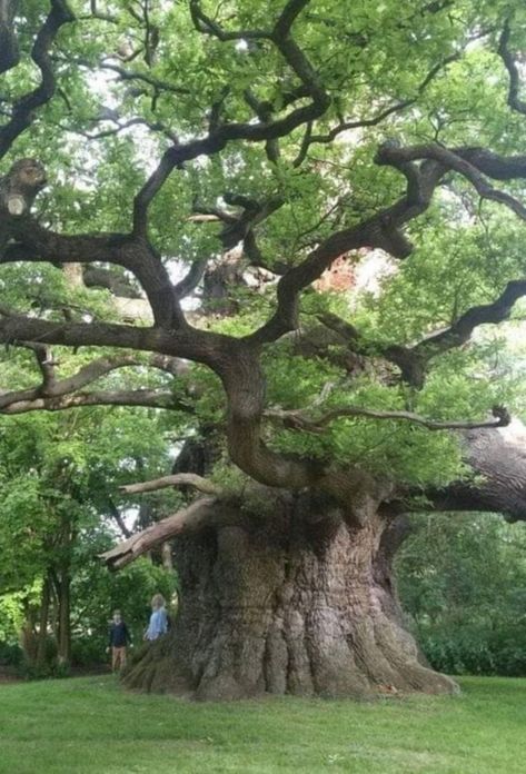 Oak Tree About 800 Years Old. Fredville Park United Kingdom Weird Trees, Matka Natura, Belle Nature, Old Oak Tree, Large Tree, Old Tree, Old Trees, Ancient Tree, Unique Trees