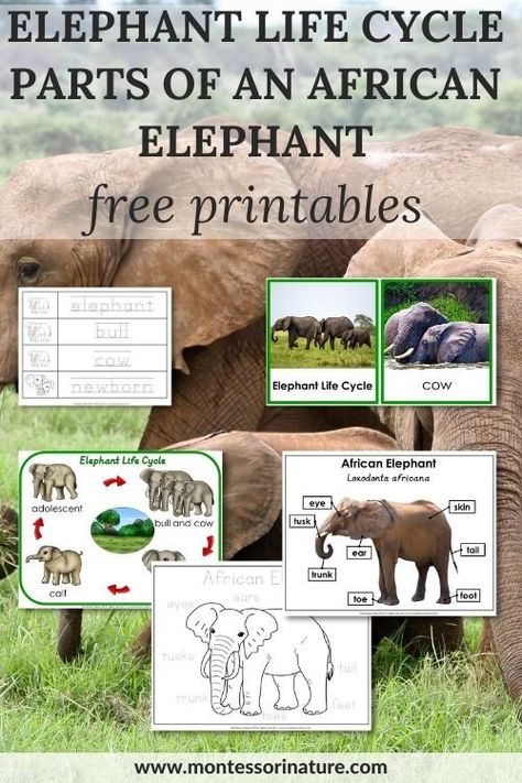 Elephant life Cycle and Parts of an African Elephant - Free Printable - Montessori Nature Elephant Learning Activities, Lion Life Cycle, Elephant Activities, Types Of Elephants, Elephant Information, Safari Scrapbook, Elephants For Kids, Homeschool Units, South African Animals