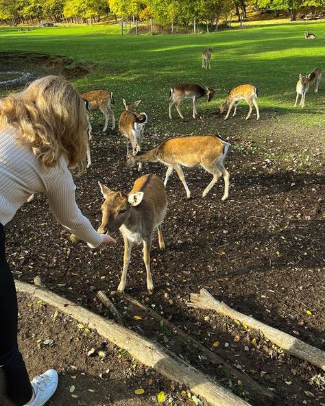 Adrianna Aesthetic, Cherry Flavoured, Wild Park, Park Day, Roe Deer, Fall Things, Adventure Aesthetic, Autumn Park, Cherry Flavor