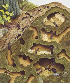 ant colony side view Cross Section Illustration, Section Illustration, Underground Illustration, Ant Colony, Nature Education, Museum Exhibition Design, Ant Farms, Insects Theme, Insect Art