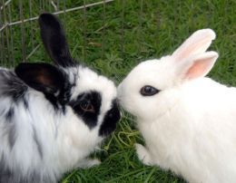 Rabbit communication: does your bunny love you? Pet Names For Boyfriend, Somebunny Loves You, Bunny Hutch, All About Rabbits, Bunny Care, Rabbit Care, Bun Bun, House Rabbit, Pet Bunny