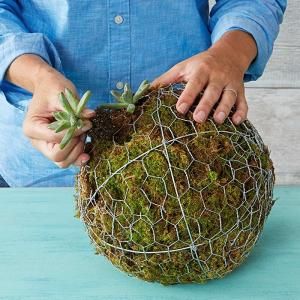 How to make a hanging succulent ball - Lowe's by phoebe Succulent Ball, Taman Air, Garden Spheres, Tanaman Pot, نباتات منزلية, Garden Vines, Hanging Succulents, Succulent Gardening, Cactus Y Suculentas