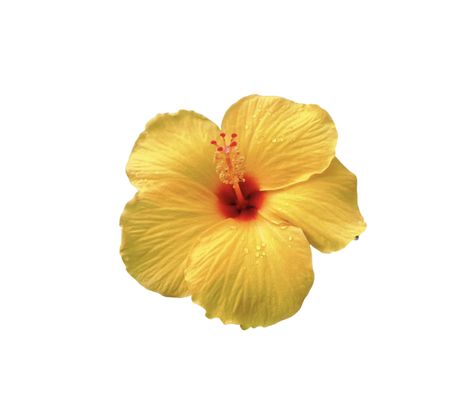 White Background Beach, Hibiscus Flower White Background, Summer Wallpaper Widgets, Flower Icons Png, Summer Png Aesthetic, Flower Png Aesthetic, Yellow Icon Png, Graphic Tees Design Prints, Tropical Png