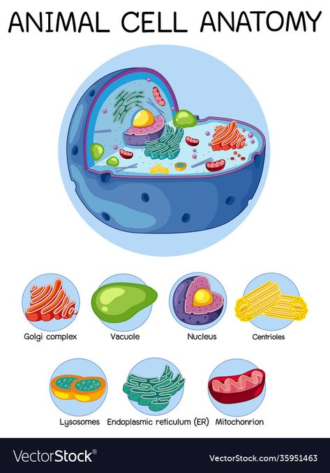 Animal Cell Labeled, Animal Cell Worksheet, Planet Cell, Animal Cell Parts, Animal Cell Anatomy, 3d Animal Cell, Labeling Ideas, Animal Cell Project, Biology Diagrams