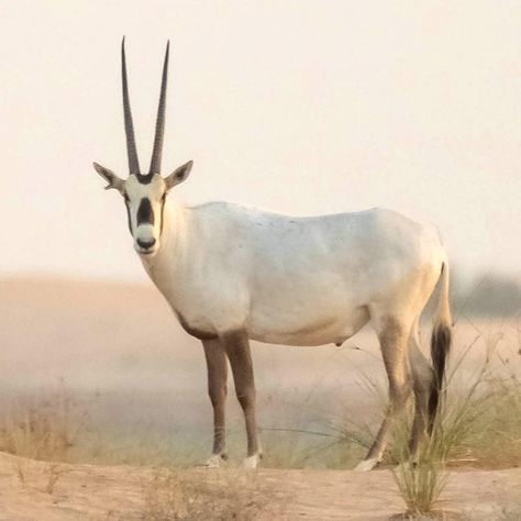 Arabian Oryx, Finger Painting, Animals Wild, Jordan, Miniatures, Animals