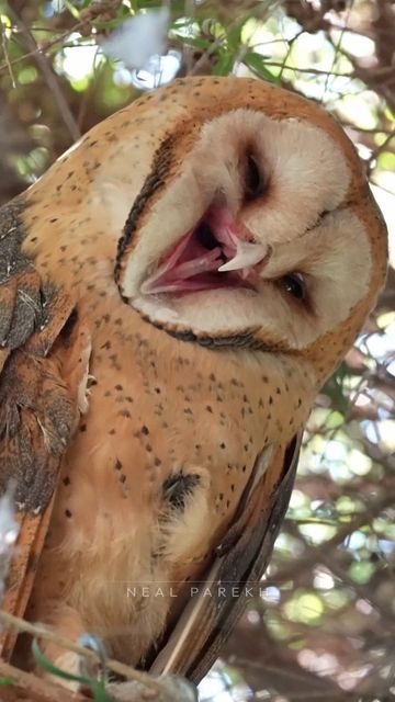 Neal Parekh on Instagram: "A Barn Owl emerges from its slumber for a quick mid-day preening before drifting back off to sleep. The feather density on this owl is hard to imagine! What an extraordinary level of purposeful fluffiness! It was awesome to observe and be observed by this wonderful barn owl. Sony A1 || 600gm . . . #barnowl #owl #owls #barnowls #sonyalpha #thinktankphoto #photooftheday #ventureobserveconnect #freshbreezeclub #fbpc_birds #BBCWildlifePOTD #bestbirdshots #wildlife_per Melanistic Barn Owl, Owls Running, Barn Owl Aesthetic, Owl Anatomy, Owls Aesthetic, Owl Demon, Owl Monster, Owl Reference, Pretty Owls