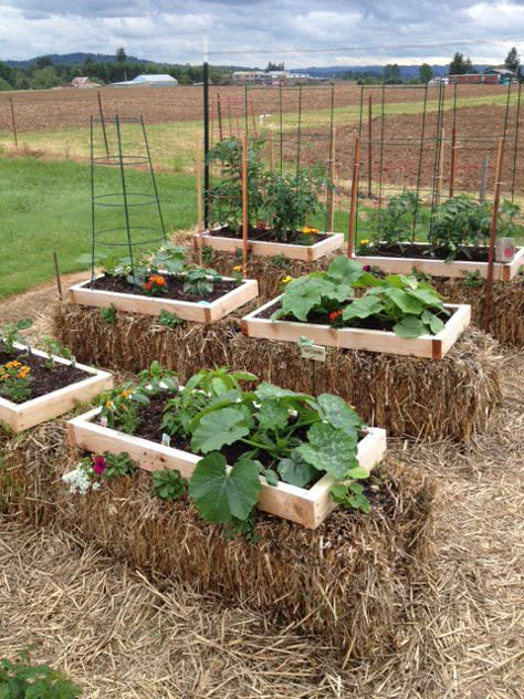 My straw garden Hay Garden, Strawbale Gardening, Taman Diy, Straw Bale Gardening, Diy Balcony, Straw Bales, Diy Raised Garden, Backyard Vegetable Gardens, Recycled Garden