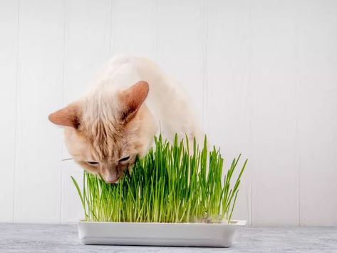 Dog Sneezing, Designer Dogs, Cat Grass, Survival Gardening, Indoor Plant Care, Rat Terriers, Grass Seed, Can Dogs Eat, Indoor Cat