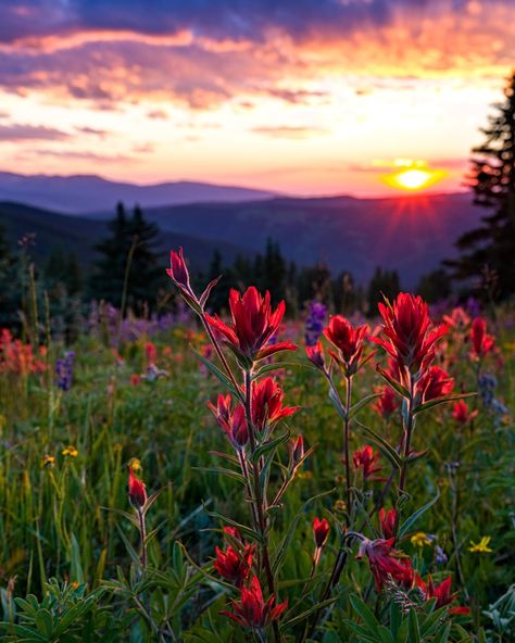 When the Colorado Rockies put on a show >> Colorado Aesthetic, Good Saturday Morning, Colorado Trip, Good Saturday, Copper Mountain, Telluride Colorado, Insta Photos, Alpine Meadow, Summit County