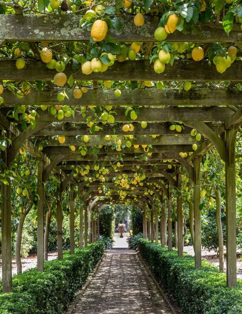 Orchards — Ganna Walska Lotusland Eureka Lemon Tree, Gardener Aesthetic, Garden To Table, Montecito California, Guava Tree, Edible Landscape, Gardening Aesthetic, Topiary Garden, Meditation Garden