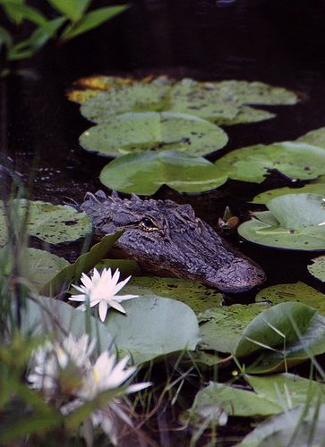 Gator Lily Crocodile Facts, Coconut Flower, Collateral Beauty, Tattoo Nature, Pretty Animals, Crocodiles, Reptiles And Amphibians, Amazing Facts, Animal Wallpaper