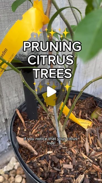 Deserae Lindsley on Instagram: "All citrus trees in Texas are grown on grafted rootstock to avoid Citrus Greening. Citrus Greening is a very contagious disease that could be the end of citrus in the US. Growing citrus trees from seed is highly discouraged. 

#citrustrees #pruning #lemontree #limetree #orangetree #gardening #lemons #lines #oranges #garden #howtogarden #howto #texasgardeningtips #tipsandtricks #tips #backyardgarden #backyardgardening #garden" Pruning Citrus Trees, Prune Lemon Tree, Growing Citrus, Citrus Tree, Lime Tree, Tree Pruning, Citrus Trees, Orange Tree, Lemon Tree