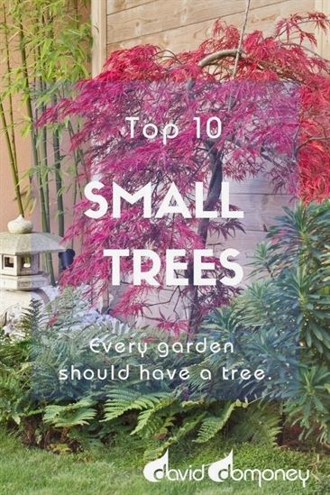 Plant Remedies, Small Trees For Garden, Garden Renovation, Fruit Tree Garden, Tiny Gardens, Trees For Front Yard, Modern Gardens, Driveway Ideas, Sunny Garden