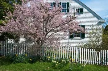 River Birch Trees, Cape Cod Landscaping, Landscaping Around House, Cape Cod Cottage, Garden Pond Design, Cape Cod Style House, Cape Cod Style, Cape House, Front Landscaping